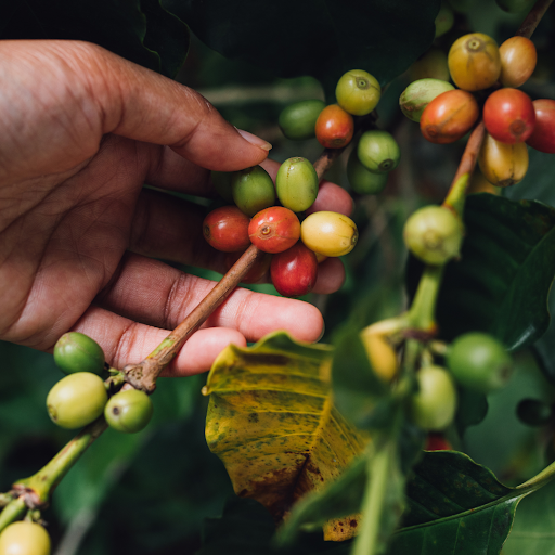Local coffee is derived from coffee cherries.